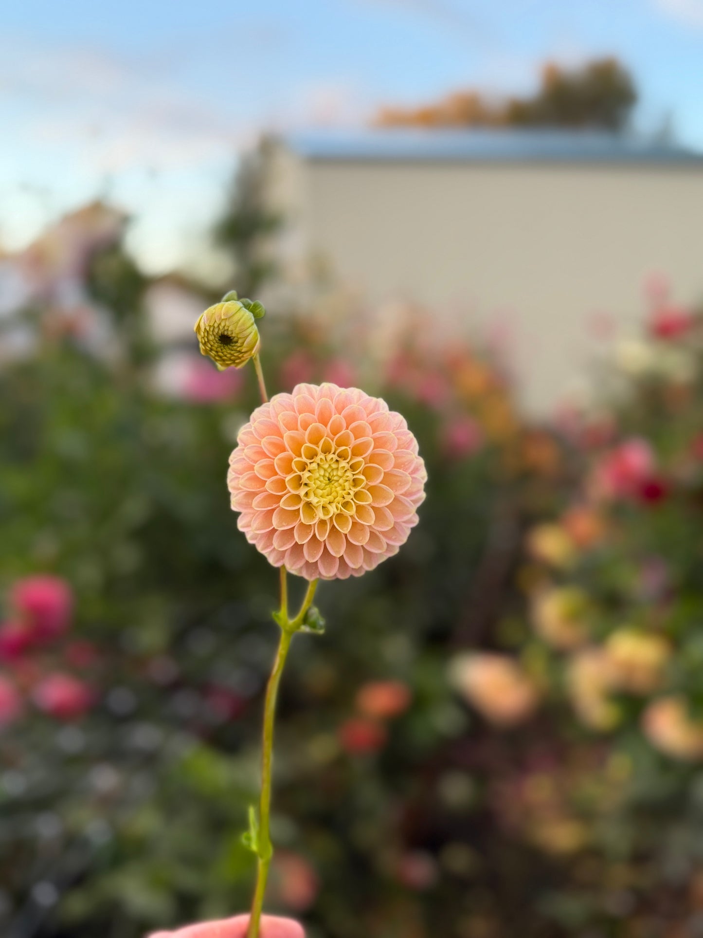 
                  
                    Fata Morgana - Rooted Cutting
                  
                