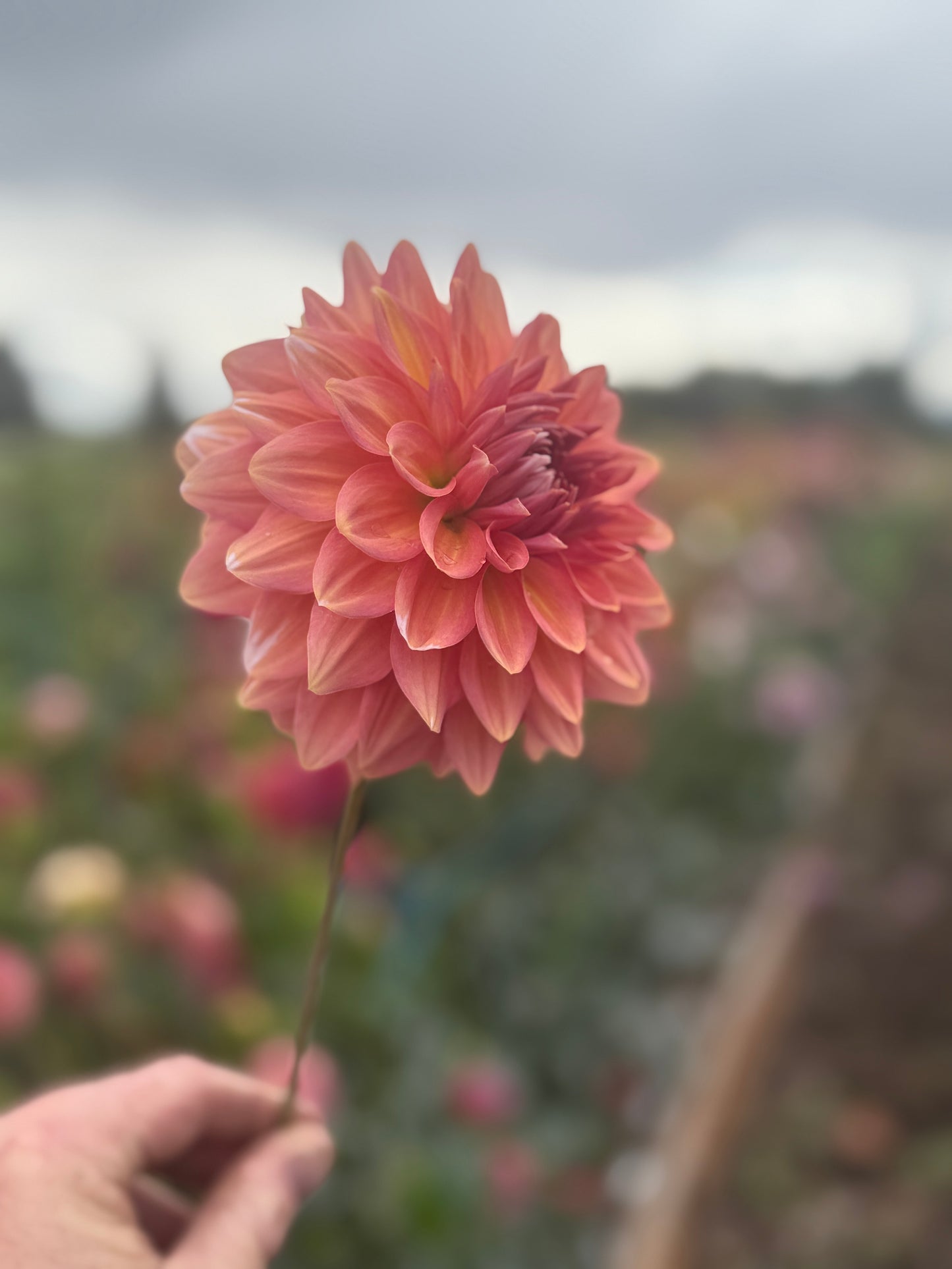 
                  
                    Coral Mystery - Tuber
                  
                