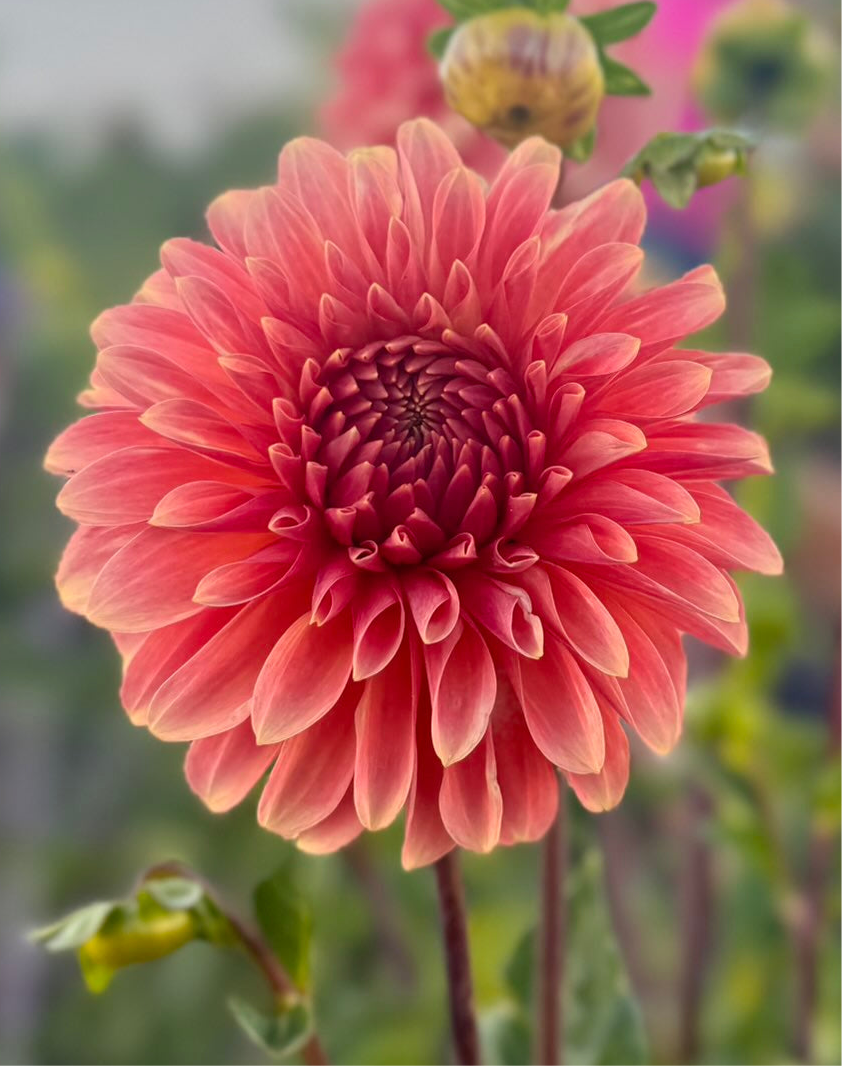 Clearview Pataha Dahlia - Rooted Cutting – Heron's Nest Dahlias
