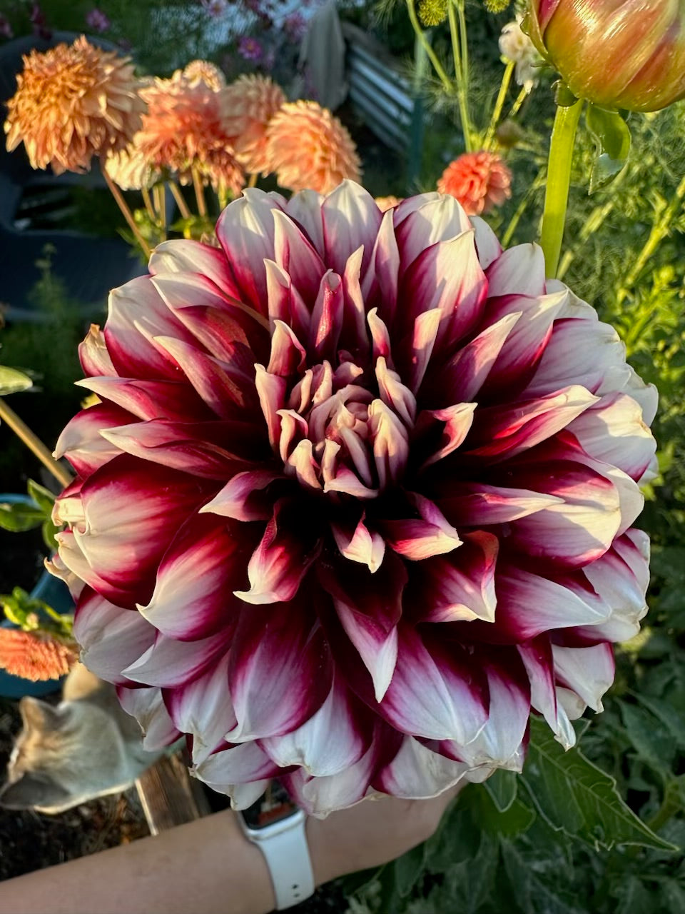 Hollyhill Masquerade Dahlia - POT TUBER