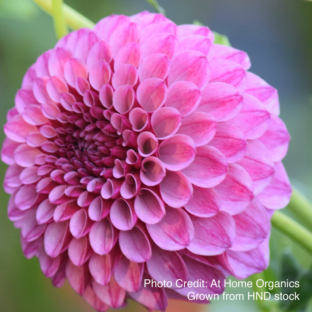 Jowey Veronique Dahlia - Rooted Cutting