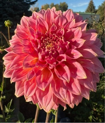 Avoca Amanda Dahlia - Rooted Cutting