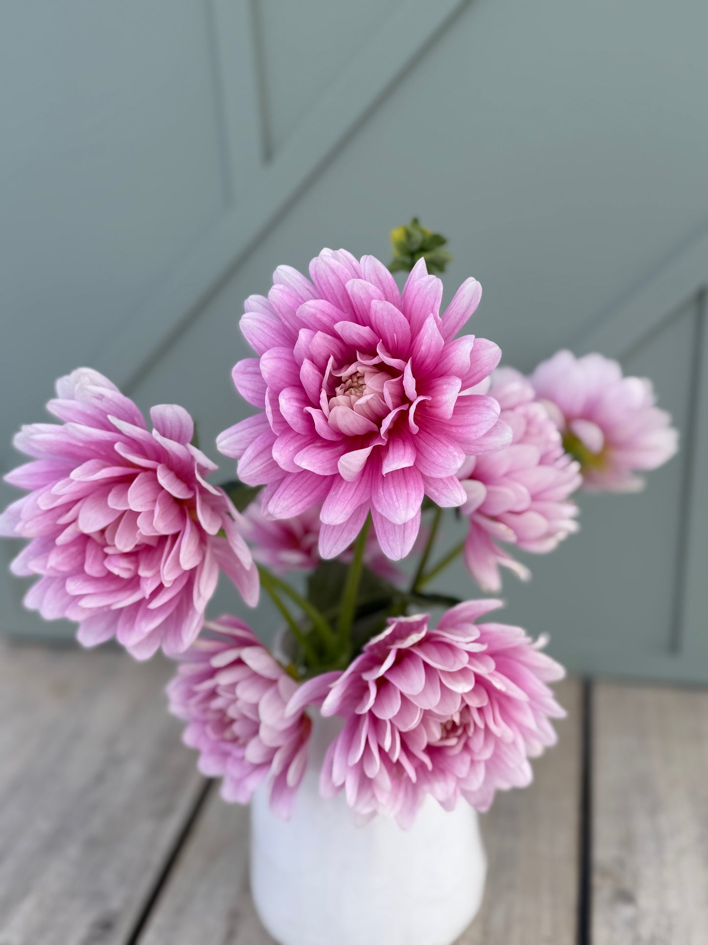 
                  
                    Hollyhill Pink Parfait Dahlia - Mini Clump
                  
                