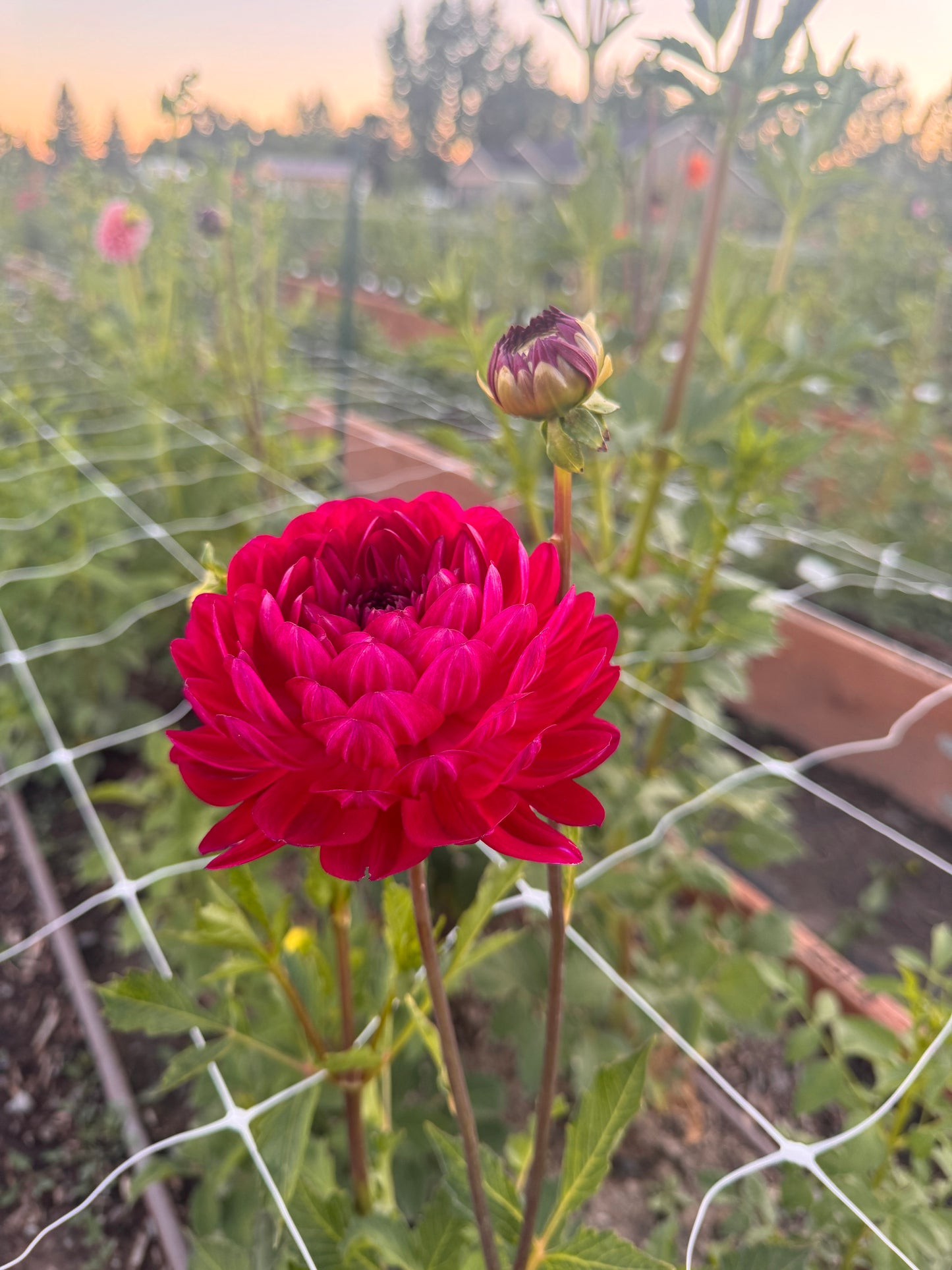 
                  
                    Sandia Bertha Dahlia - Rooted Cutting
                  
                