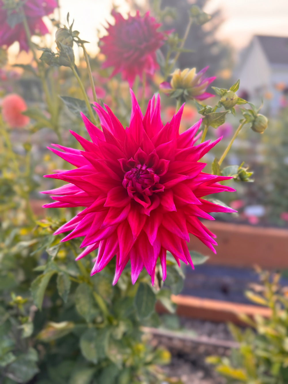 Clearview Leroux Dahlia - Rooted Cutting