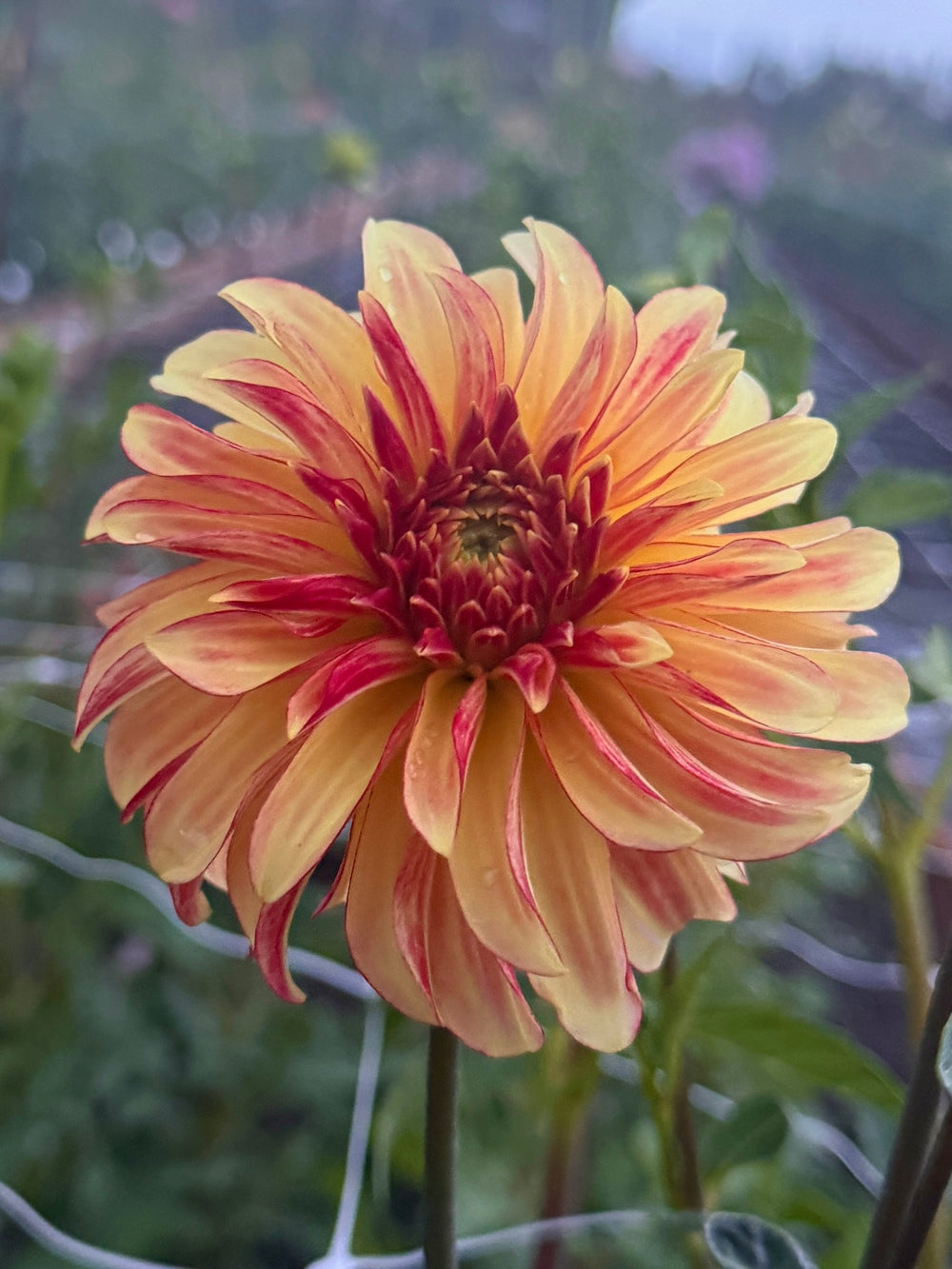 Irish Pinwheel Dahlia - Rooted Cutting