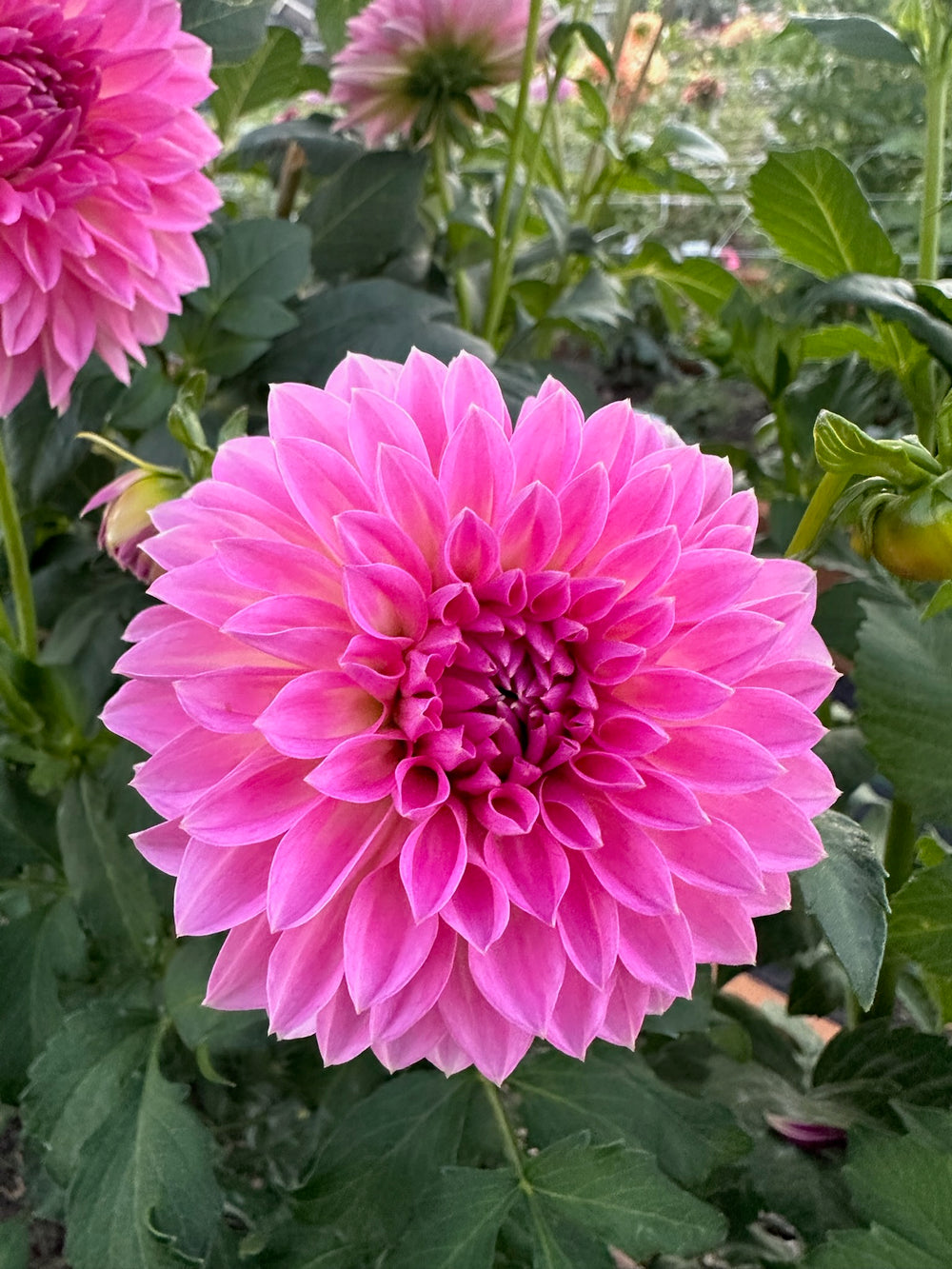 Urbana Dahlia - Rooted Cutting