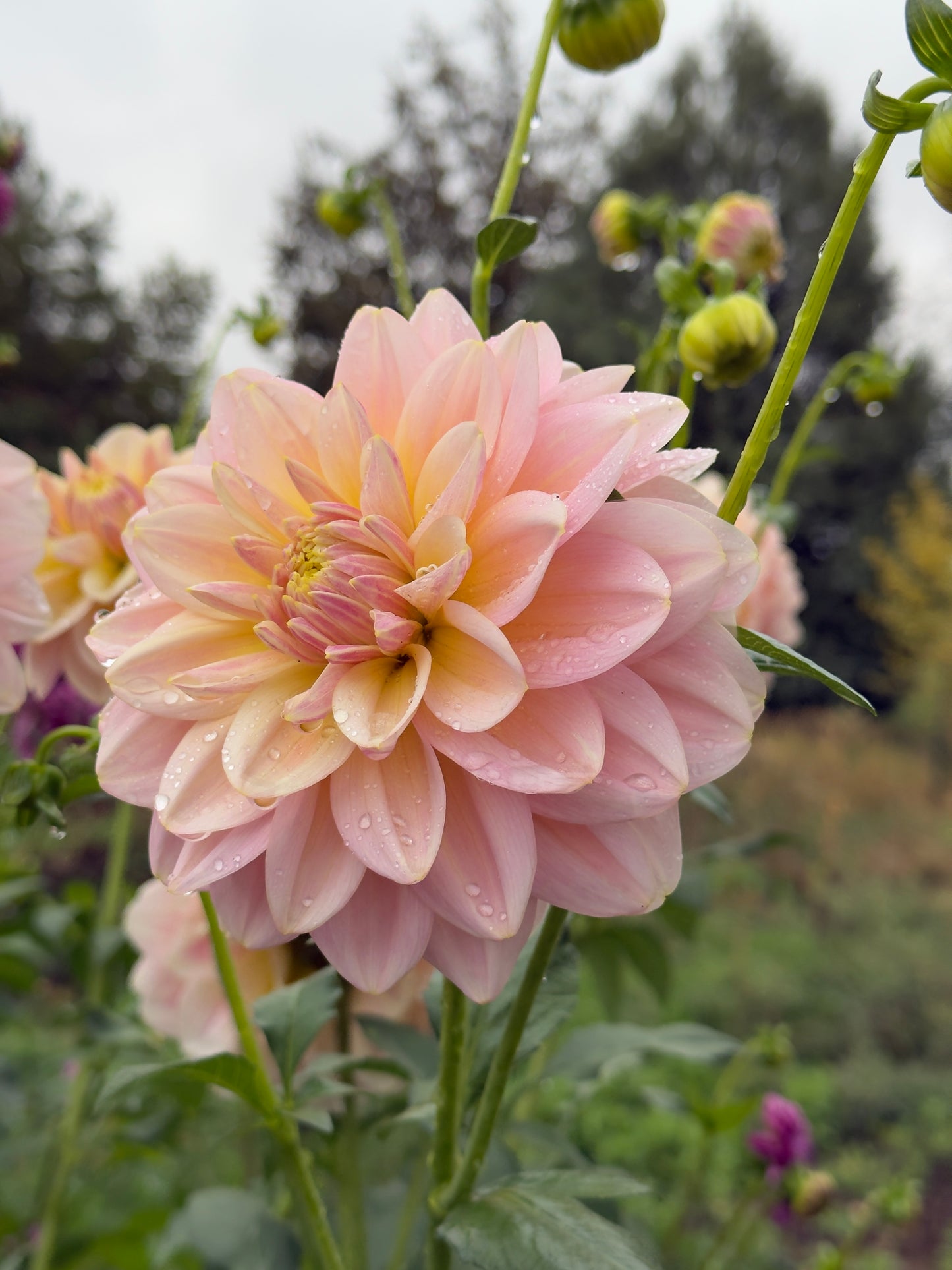 
                  
                    Sheer Heaven - Tuber
                  
                