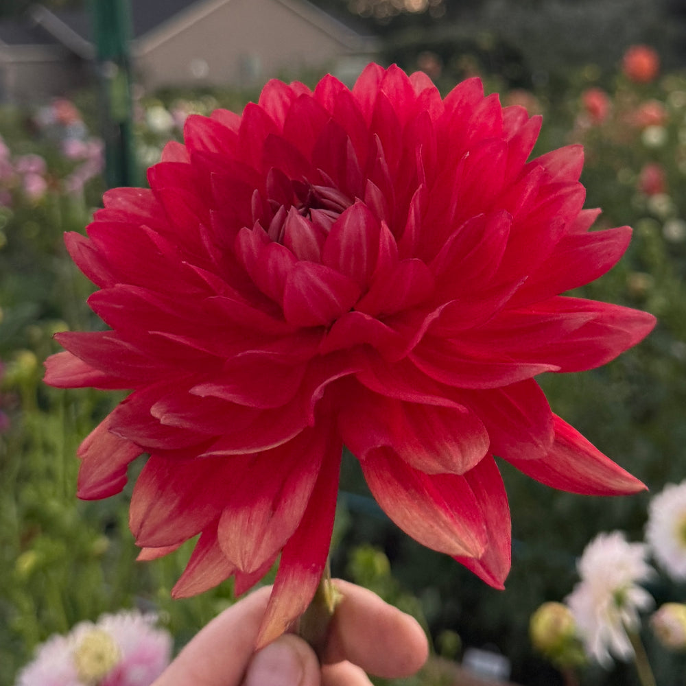 Scarlet O’Hara - Rooted Cutting – Heron's Nest Dahlias