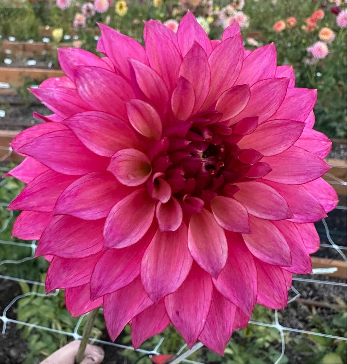 
                  
                    Stillwater Becky Dahlia - Rooted Cutting
                  
                