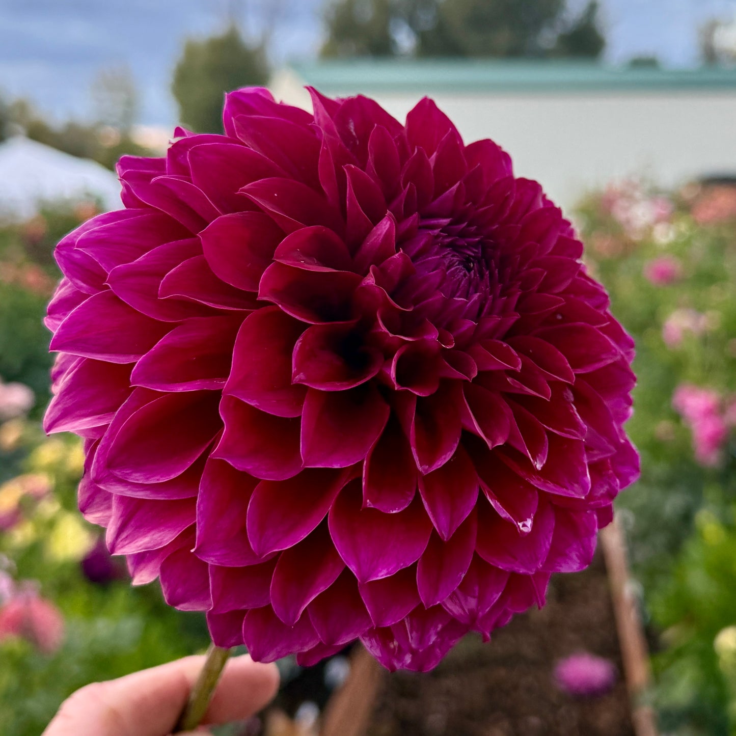 
                  
                    Colleen Mooney Dahlia - POT TUBER
                  
                