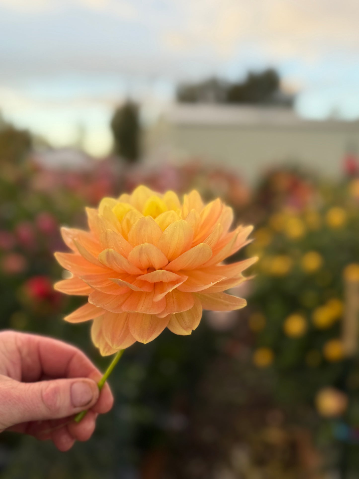 
                  
                    Hollyhill Serenity Dahlia - POT TUBER
                  
                