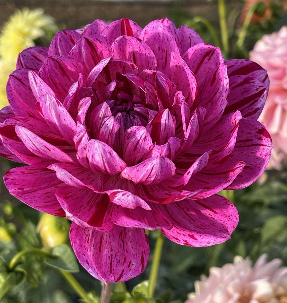 
                  
                    Sandia Cancan Dahlia - Rooted Cutting
                  
                