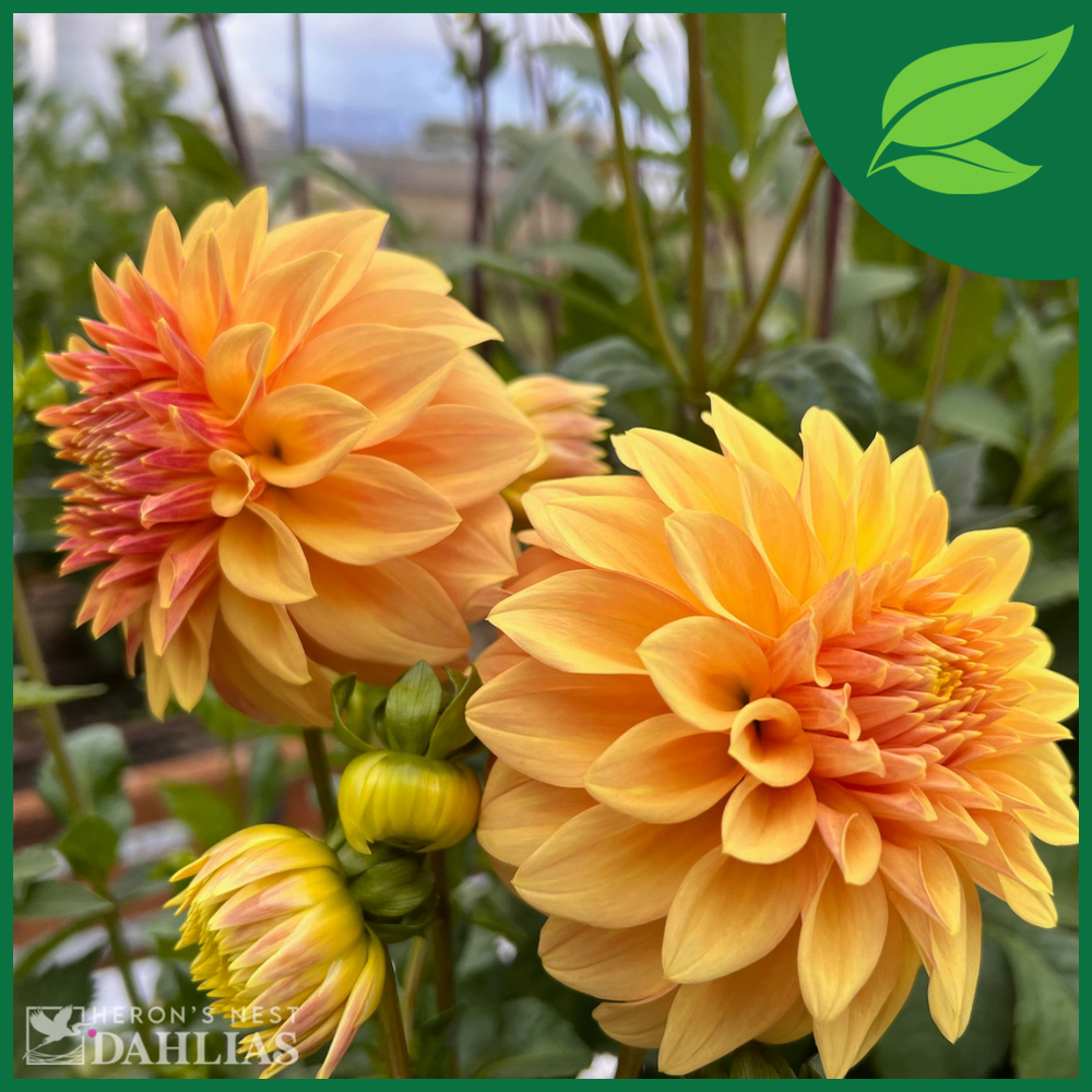 
                  
                    Miss Amara Dahlia - Rooted Cutting
                  
                