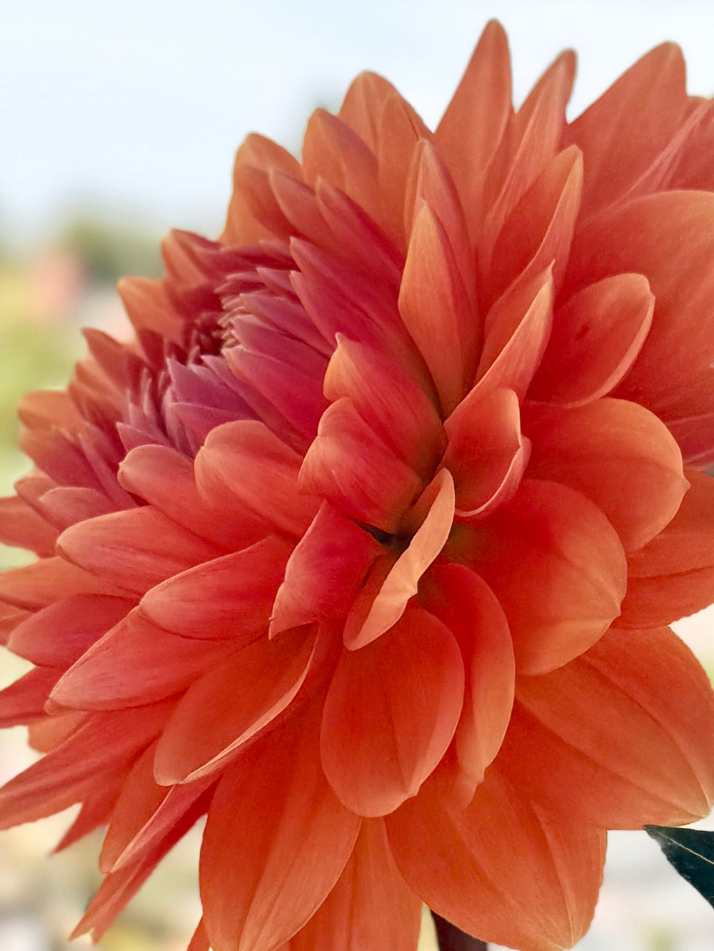 Rancho Dahlia - Rooted Cutting