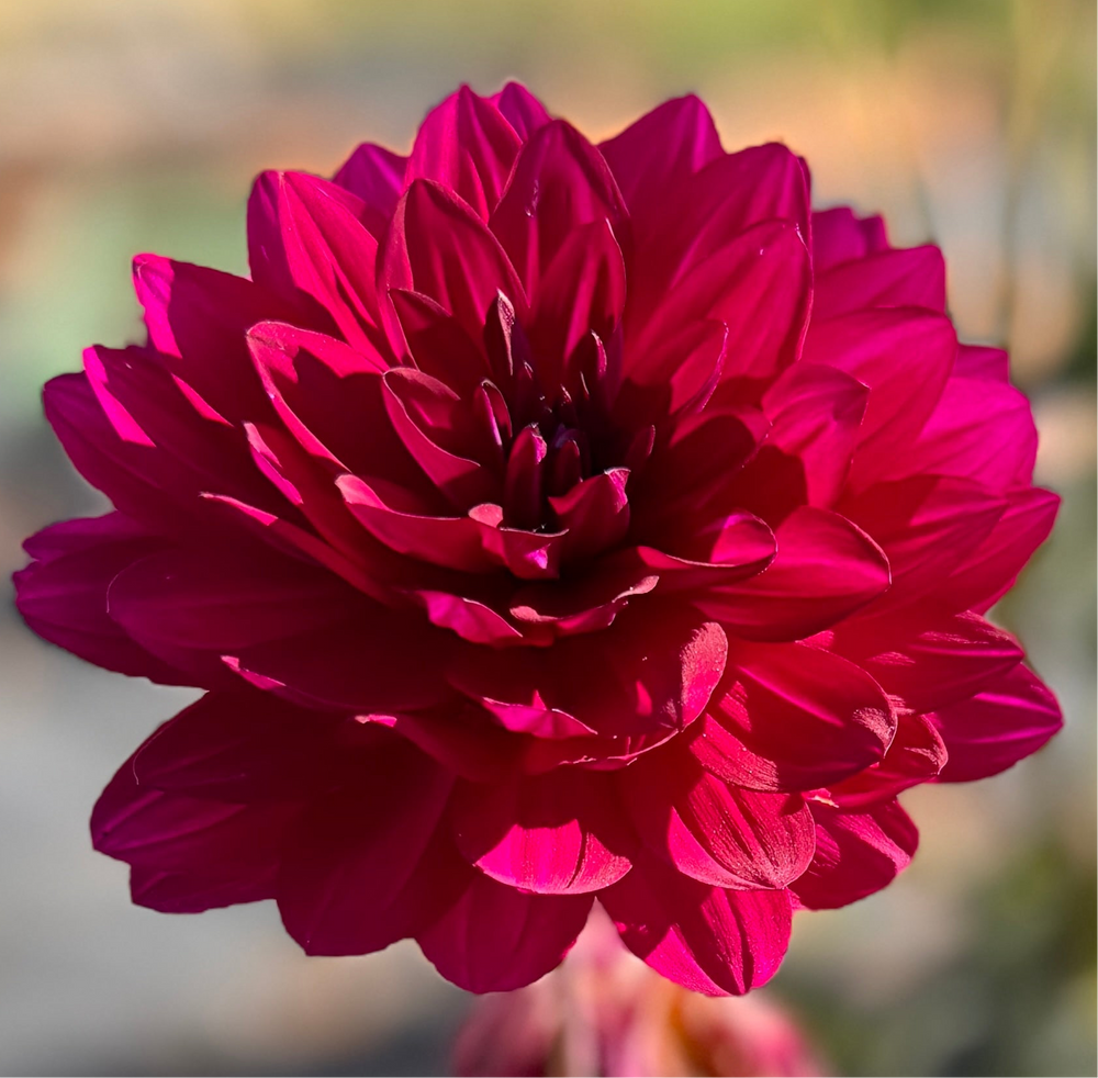 Sandia Nocturne Dahlia - Rooted Cutting