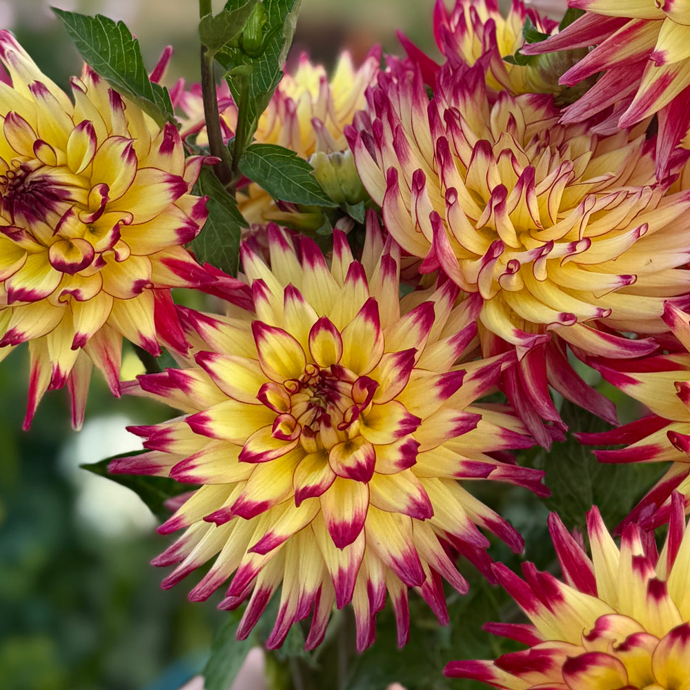 Mauie Wowie Dahlia - Mini Clump