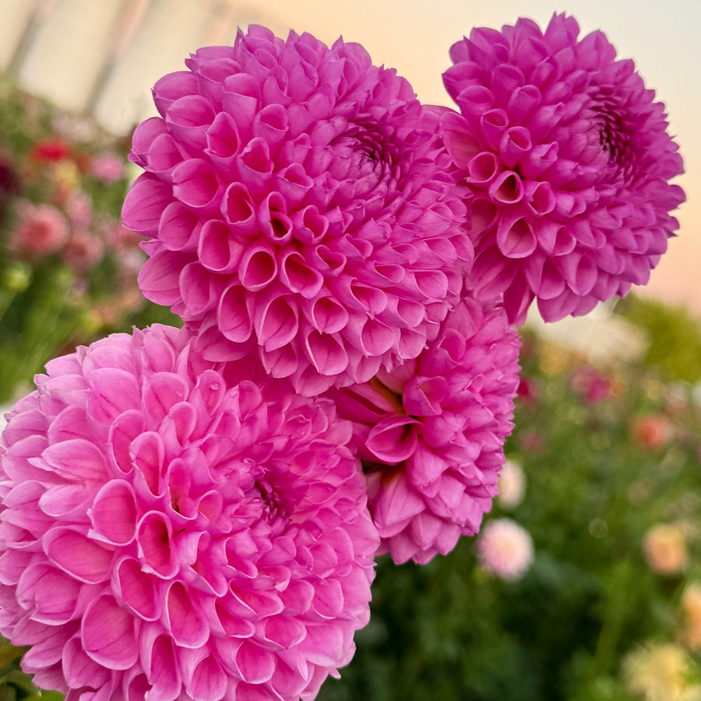 Camano Love - POT TUBER