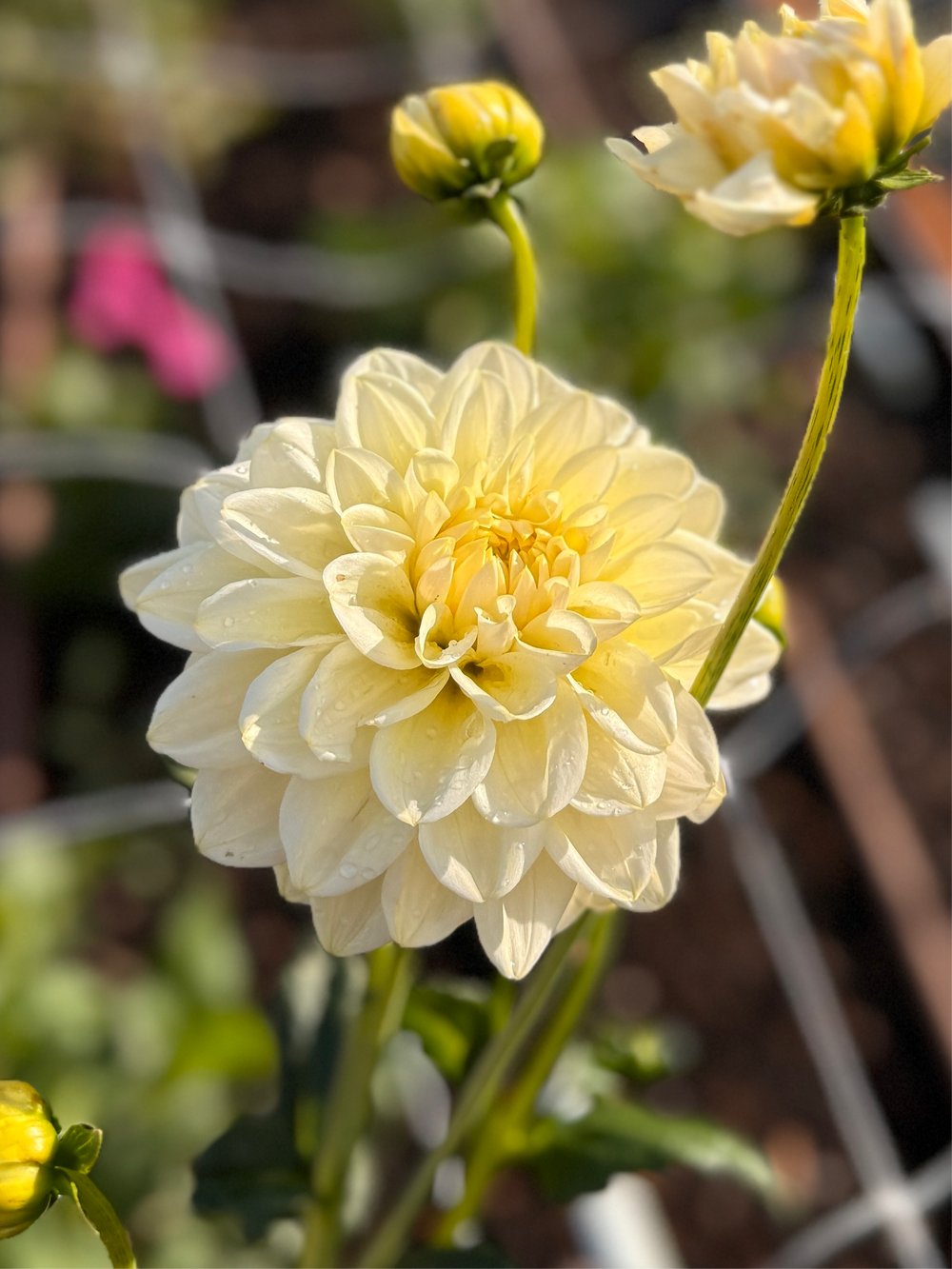 Caramel Antique Dahlia - Rooted Cutting