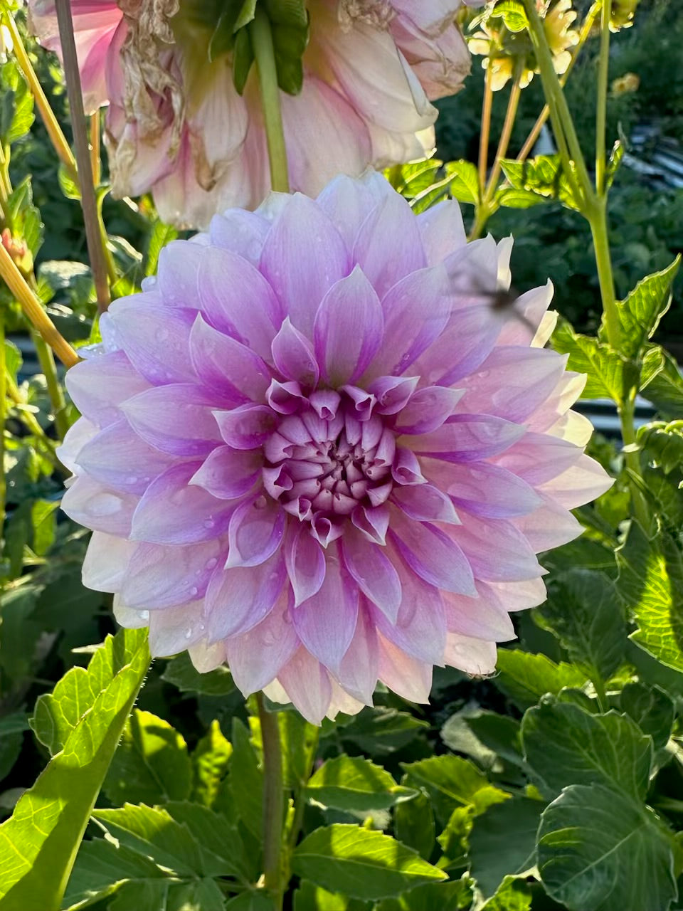 Amelia Bedelia Dahlia - Rooted Cutting