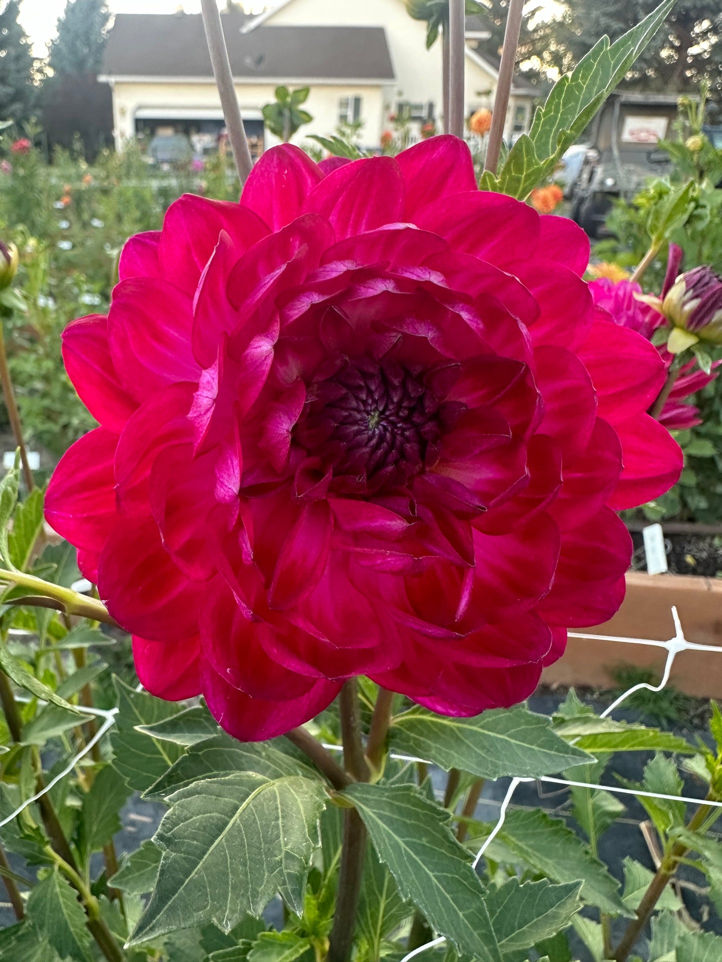 
                  
                    Sandia Bertha Dahlia - Rooted Cutting
                  
                