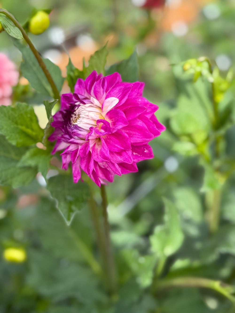 Hollyhill Double Take Dahlia - Mini Clump