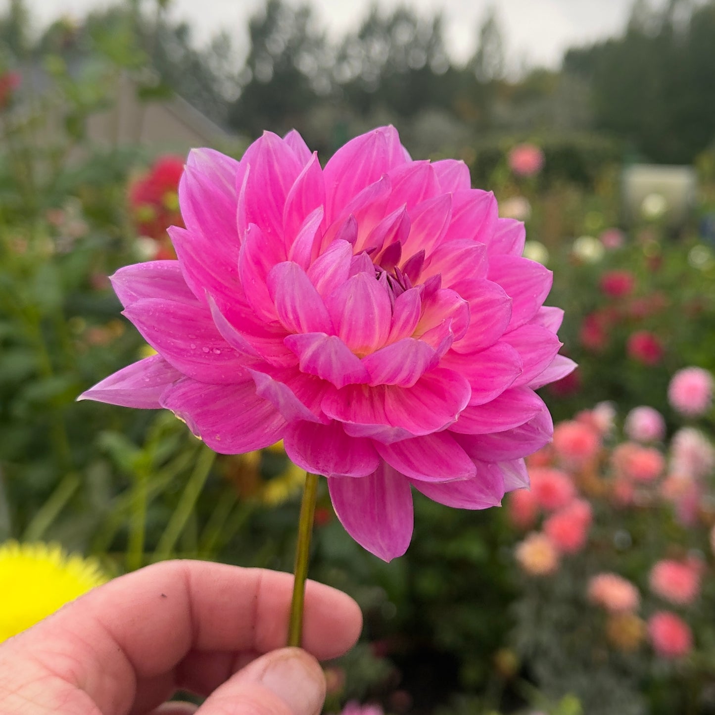 
                  
                    Hollyhill Letitia - Rooted Cutting
                  
                