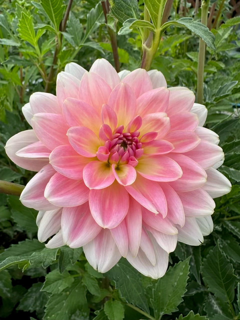 Lotus Linda Dahlia - Rooted Cutting