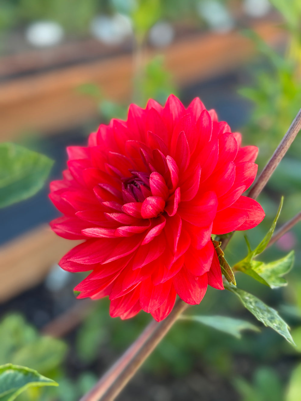 Maks Royal Ruby Dahlia - Rooted Cutting