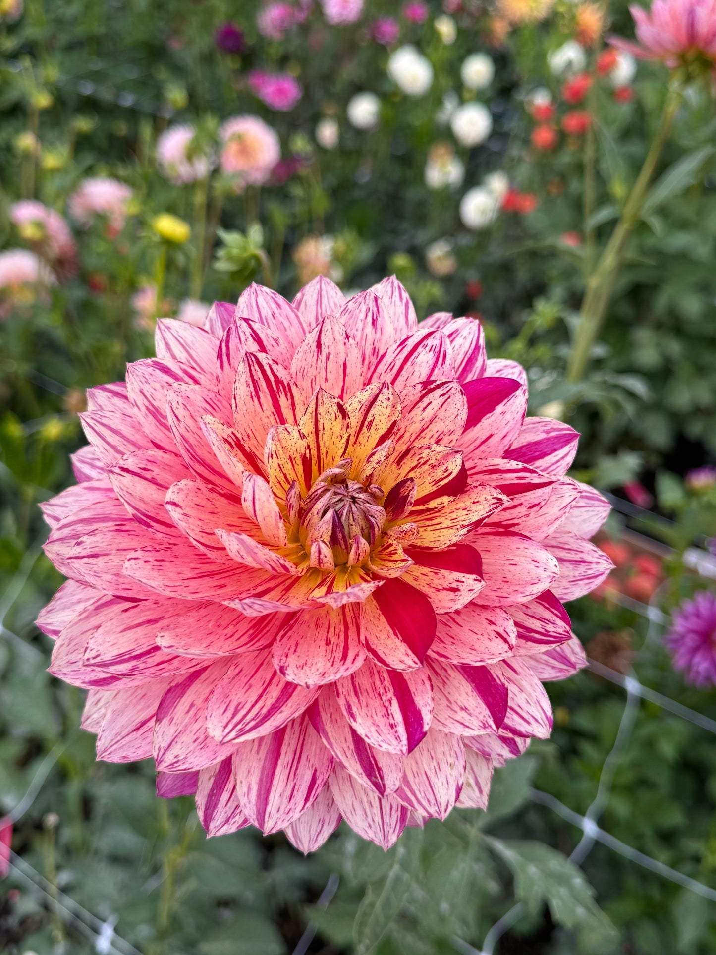 
                  
                    Hollyhill Pink Tigress- Rooted Cutting
                  
                