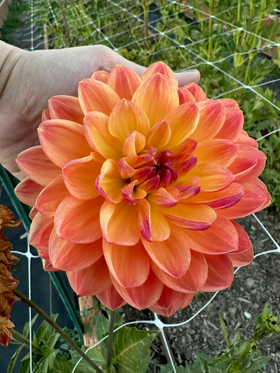 Pam Howden Dahlia - POT TUBER