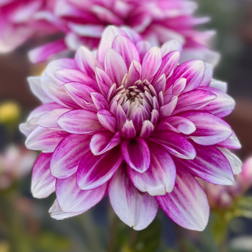 Hemisphere Dahlia - Rooted Cutting