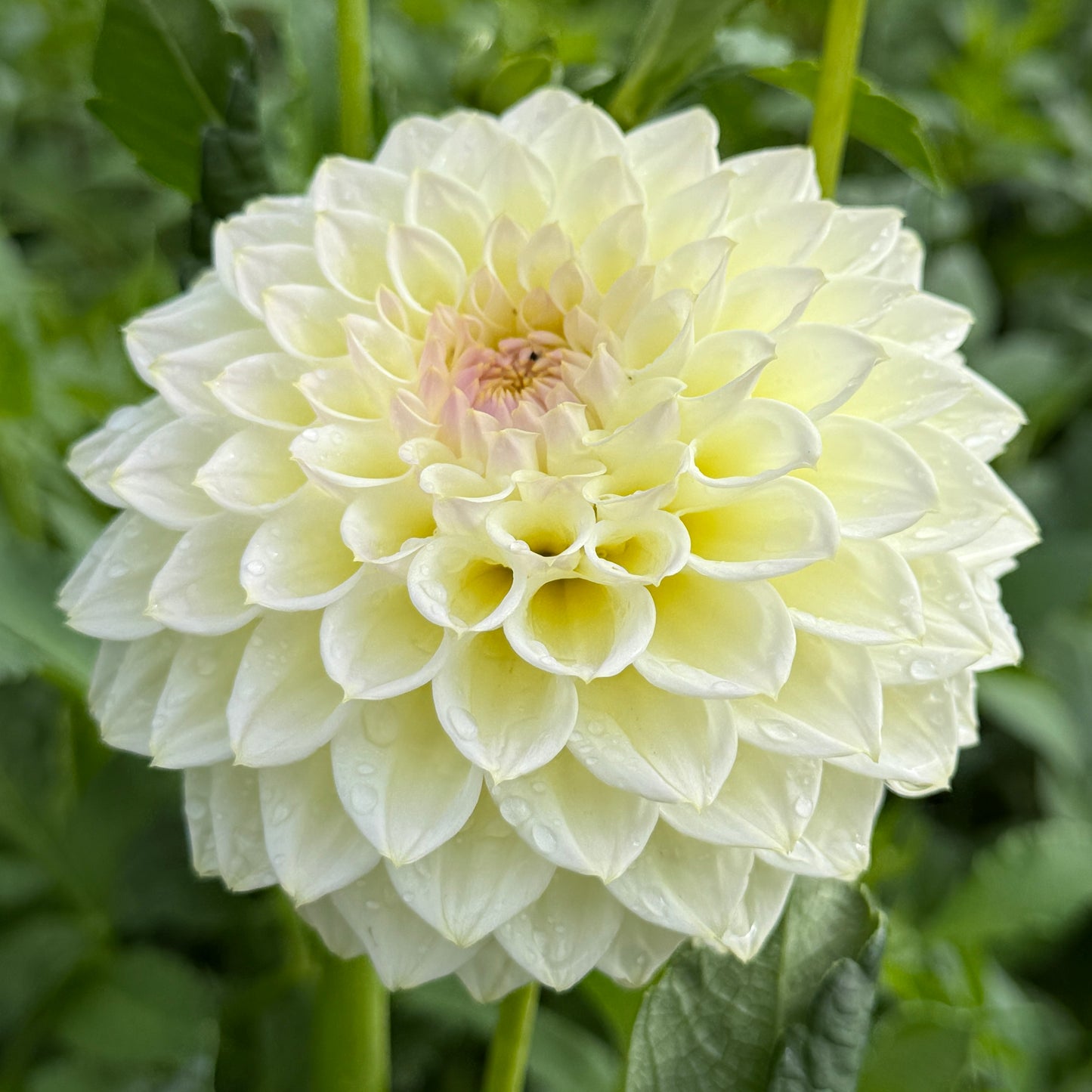 
                  
                    Cream Diane - Mini Clump
                  
                