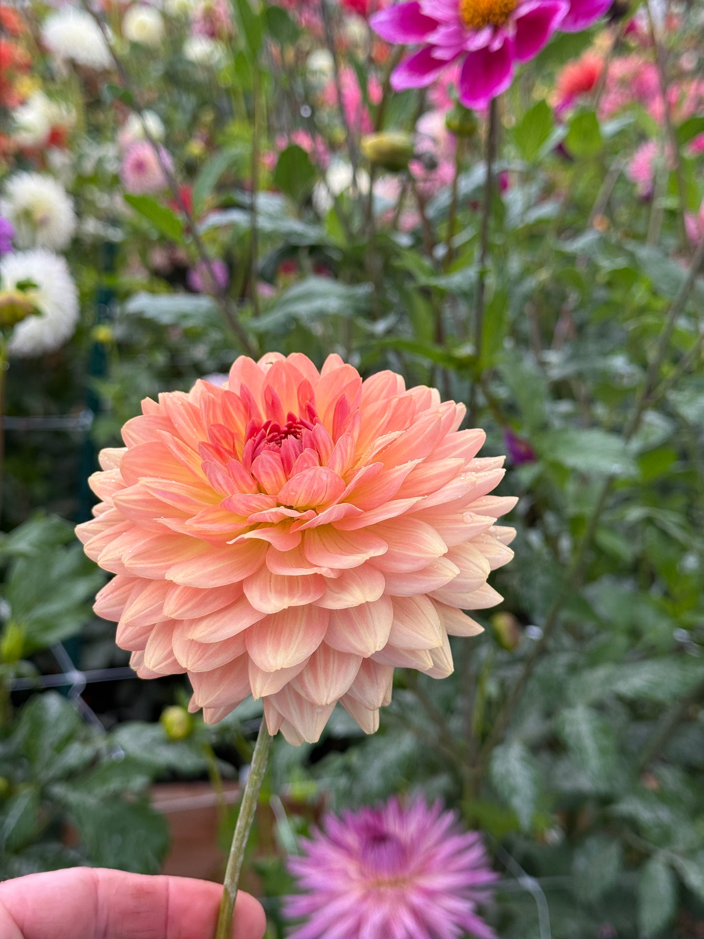 
                  
                    Fawn - Rooted Cutting
                  
                