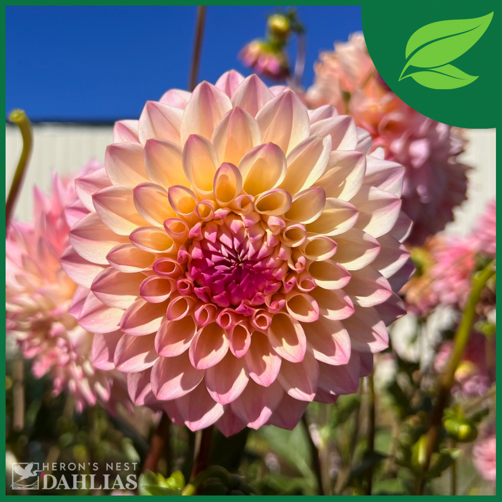 Coralie Dahlia - Rooted Cutting