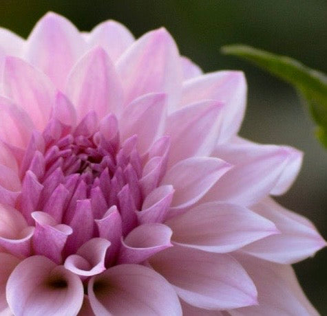 
                  
                    Bloomquist Compare - Tuber
                  
                