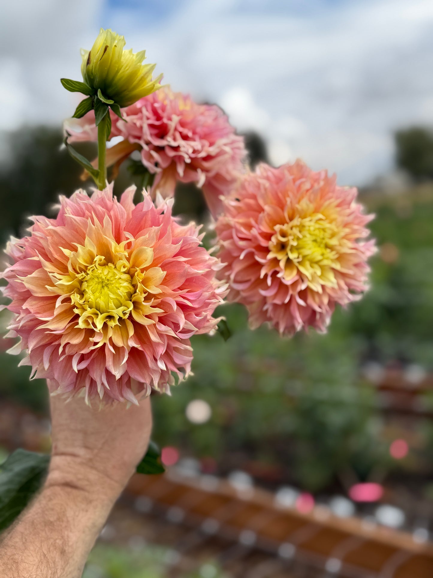 
                  
                    Kogane Fubuki - Tuber
                  
                