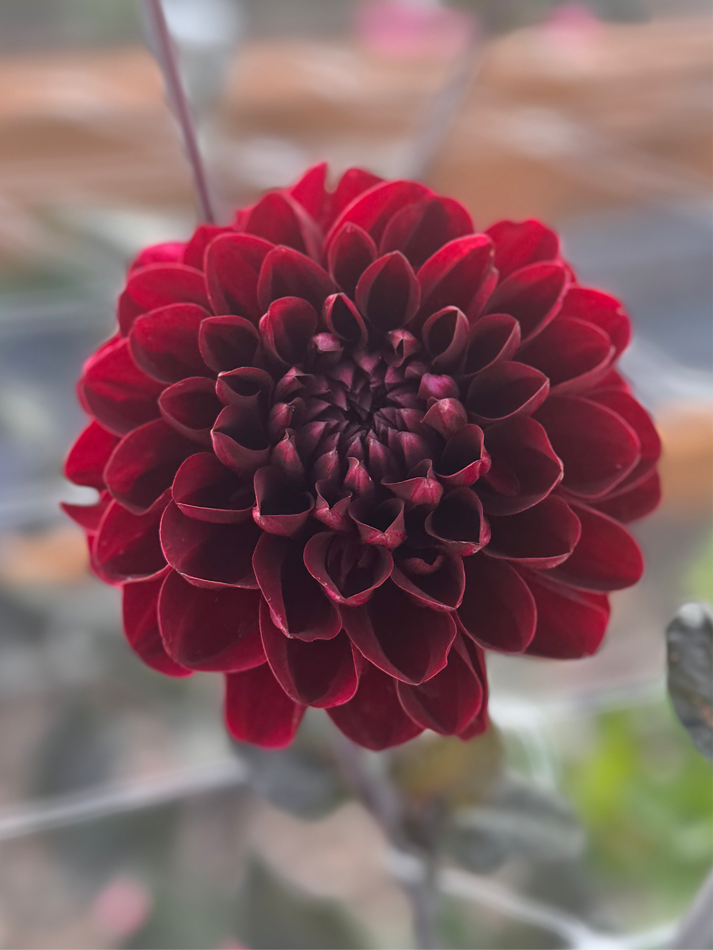 
                  
                    Manoa Dahlia - Rooted Cutting
                  
                