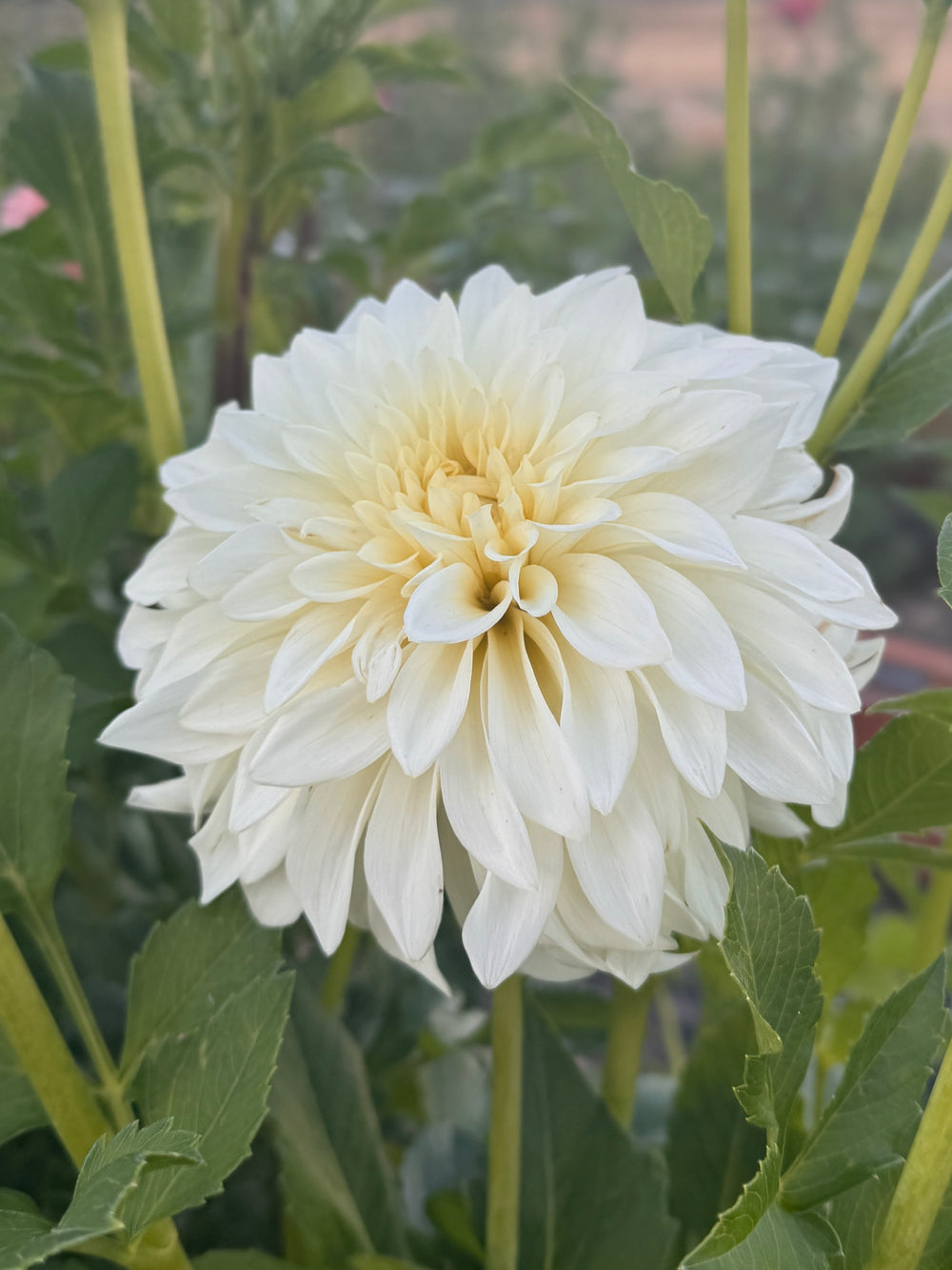 Korb River Bend Jean Dahlia - POT TUBER