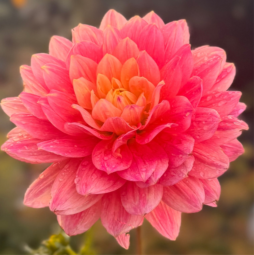 Hollyhill Monet Dahlia - Rooted Cutting