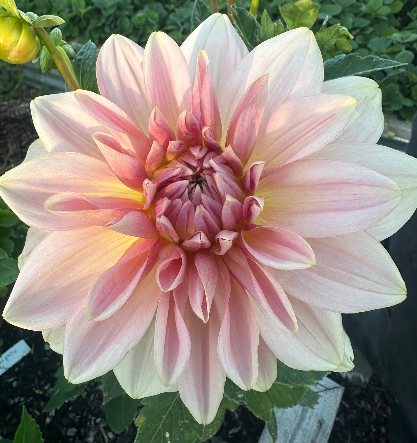 
                  
                    Fairway Pilot Dahlia - Rooted Cutting
                  
                