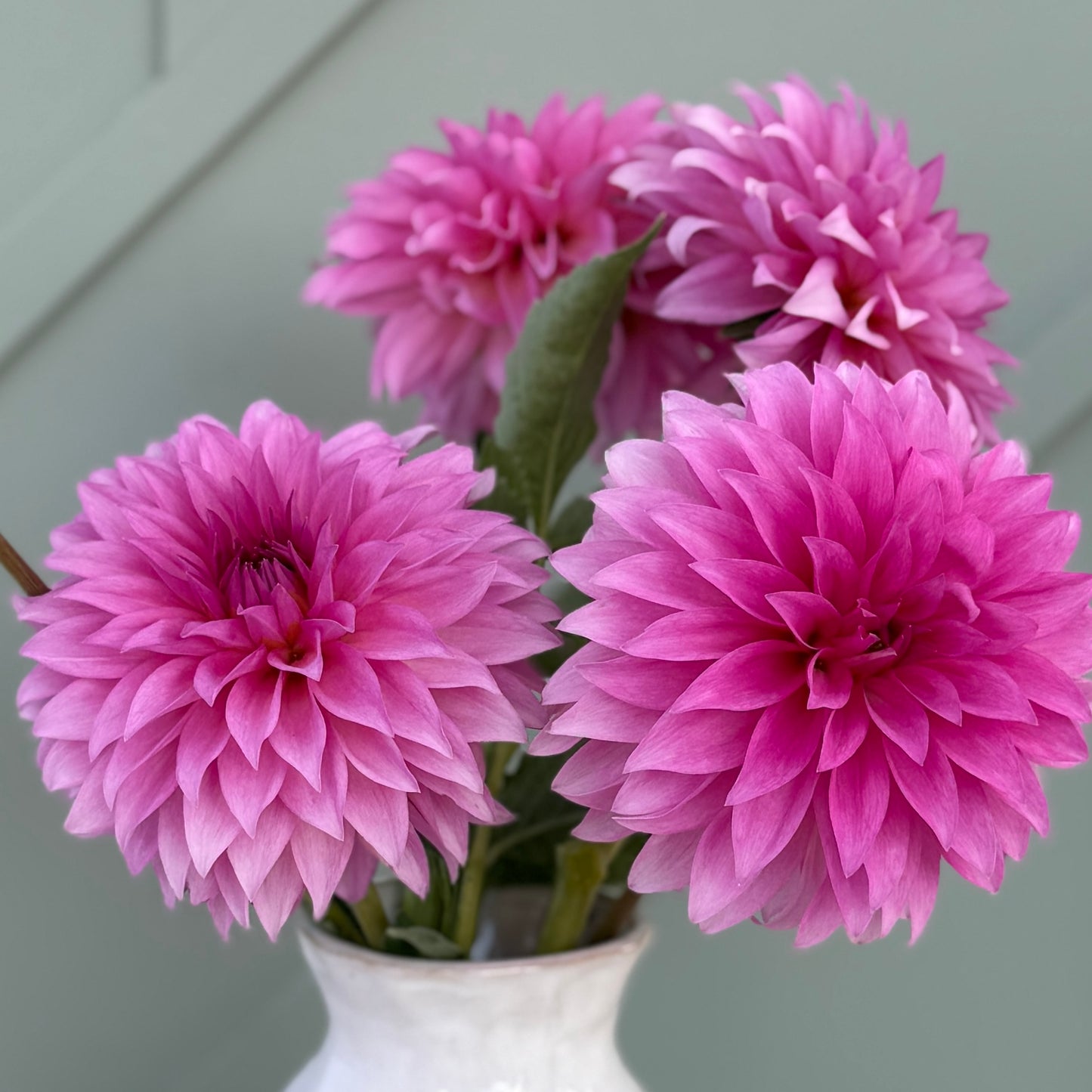 
                  
                    Camano Pink Pet - Rooted Cutting
                  
                