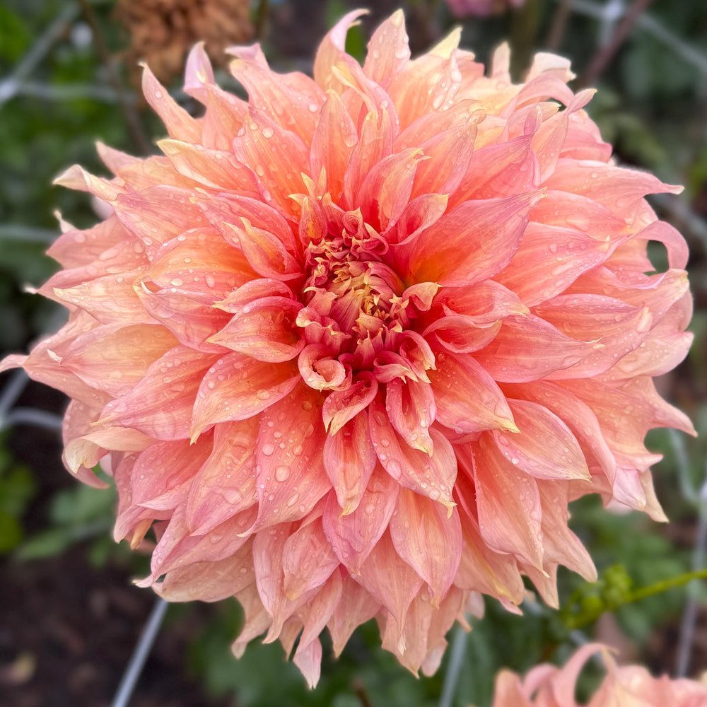 Summer Rain Dahlia - POT TUBER