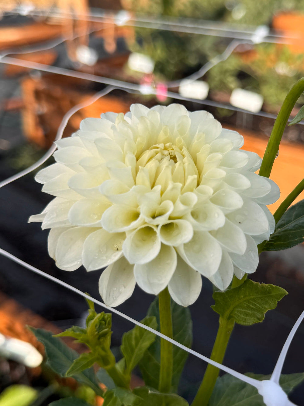 20th Ave & Baker Road Dahlia - Rooted Cutting