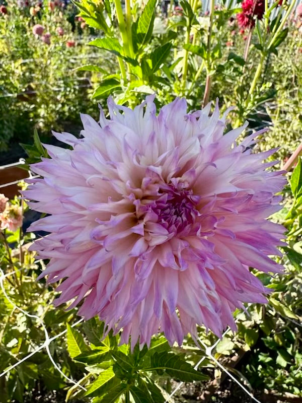 Bloomquist Malloree Dahlia - POT TUBER