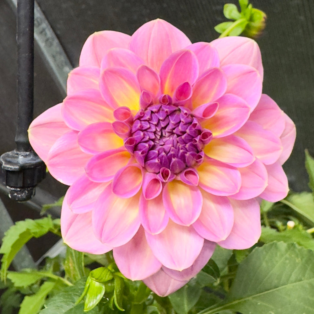 Aloa Kristina Vogal Dahlia - Rooted Cutting