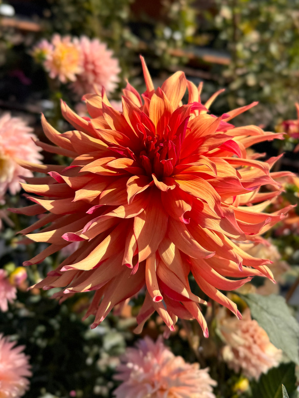 Erpeler Ley Dahlia - Rooted Cutting