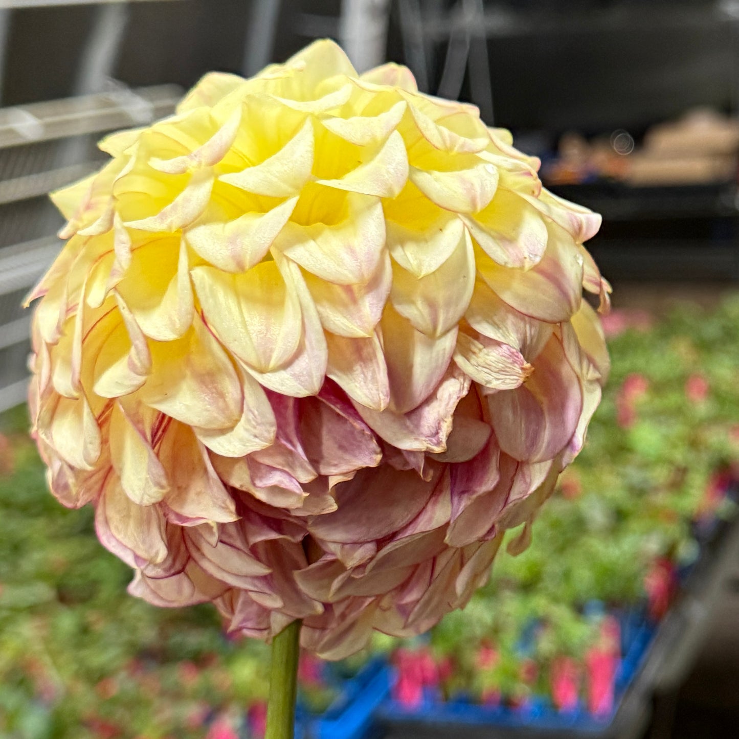 
                  
                    Coorabell Astrid - Rooted Cutting
                  
                