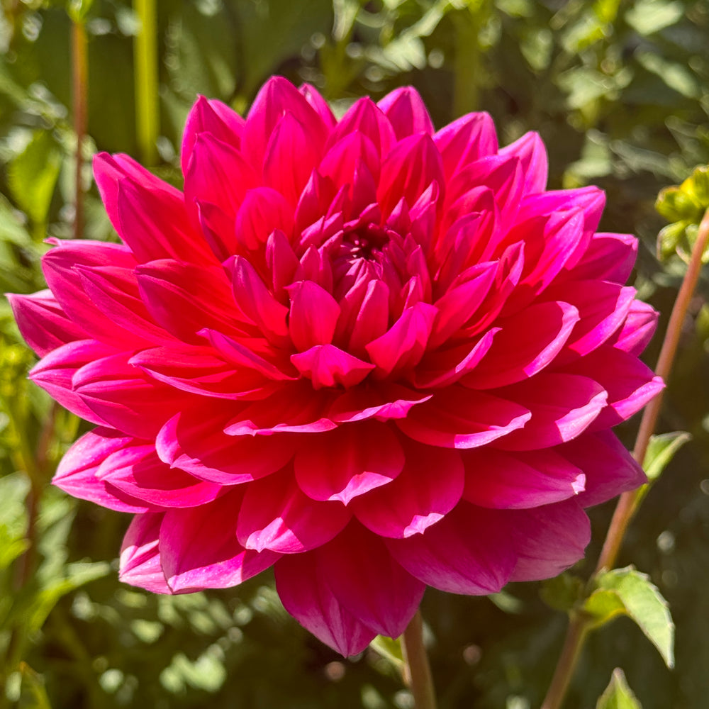 Hollyhill Pandora Dahlia - Rooted Cutting