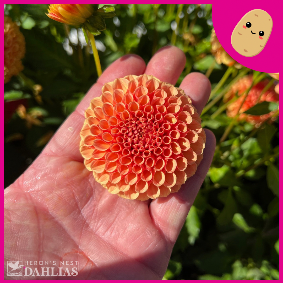 
                  
                    Amber Queen - Tuber
                  
                
